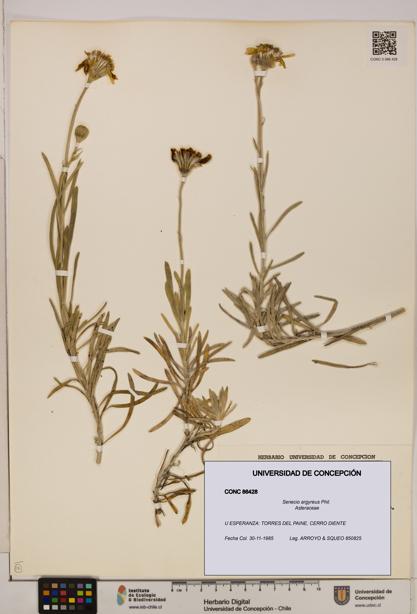 Senecio argyreus [Espécimen: UDEC:CONC:0086428]