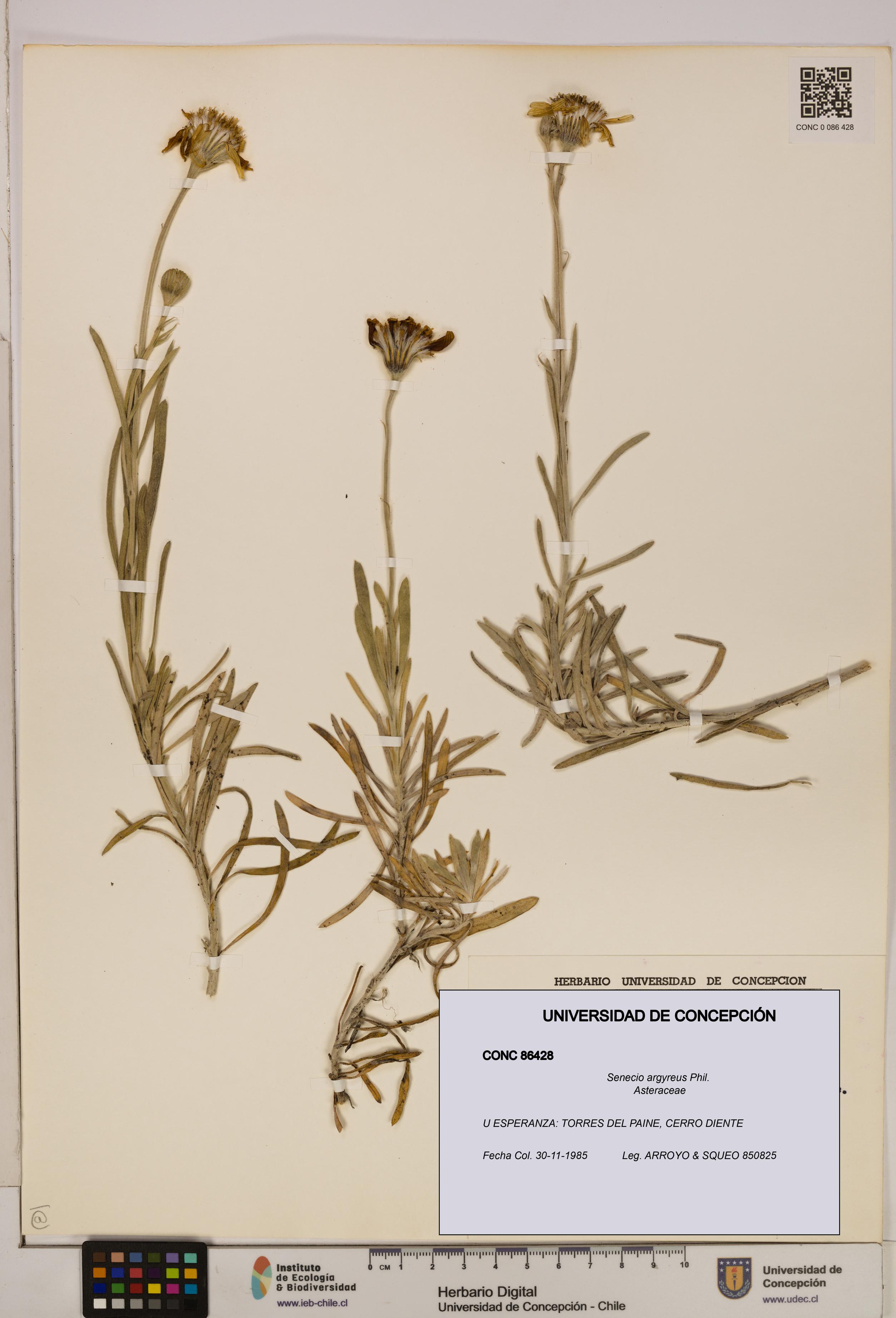 Senecio argyreus [Espécimen: UDEC:CONC:0086428]