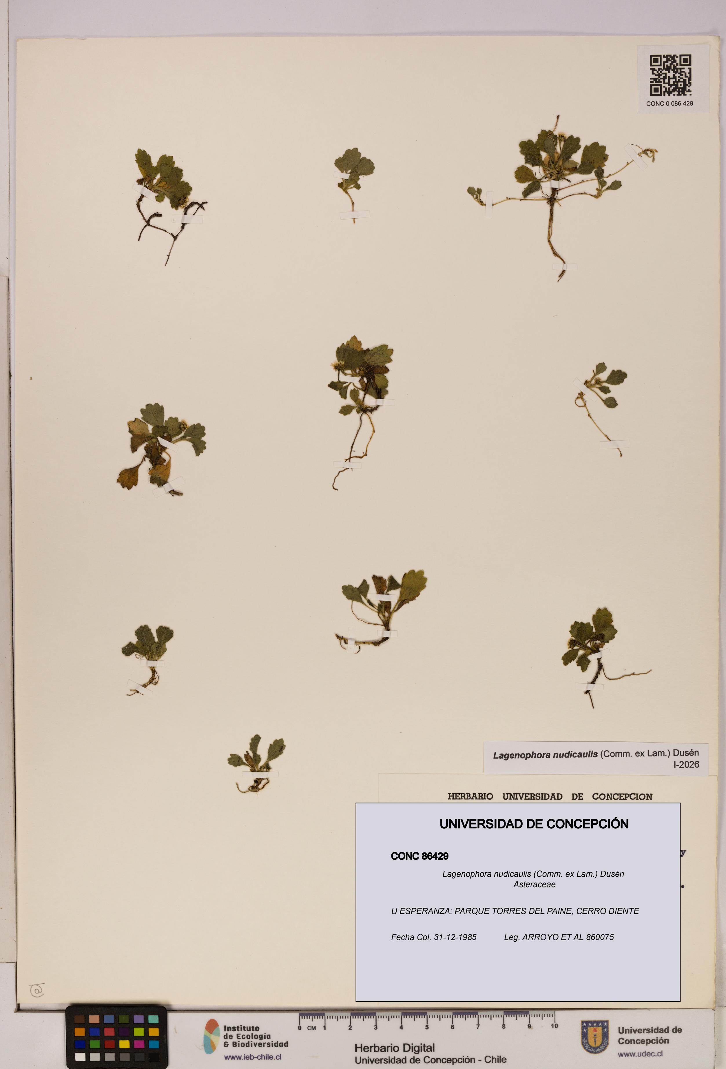 Lagenophora nudicaulis [Espécimen: ]