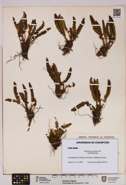 Polystichum andinum [Espécimen: UDEC:CONC:0086436]