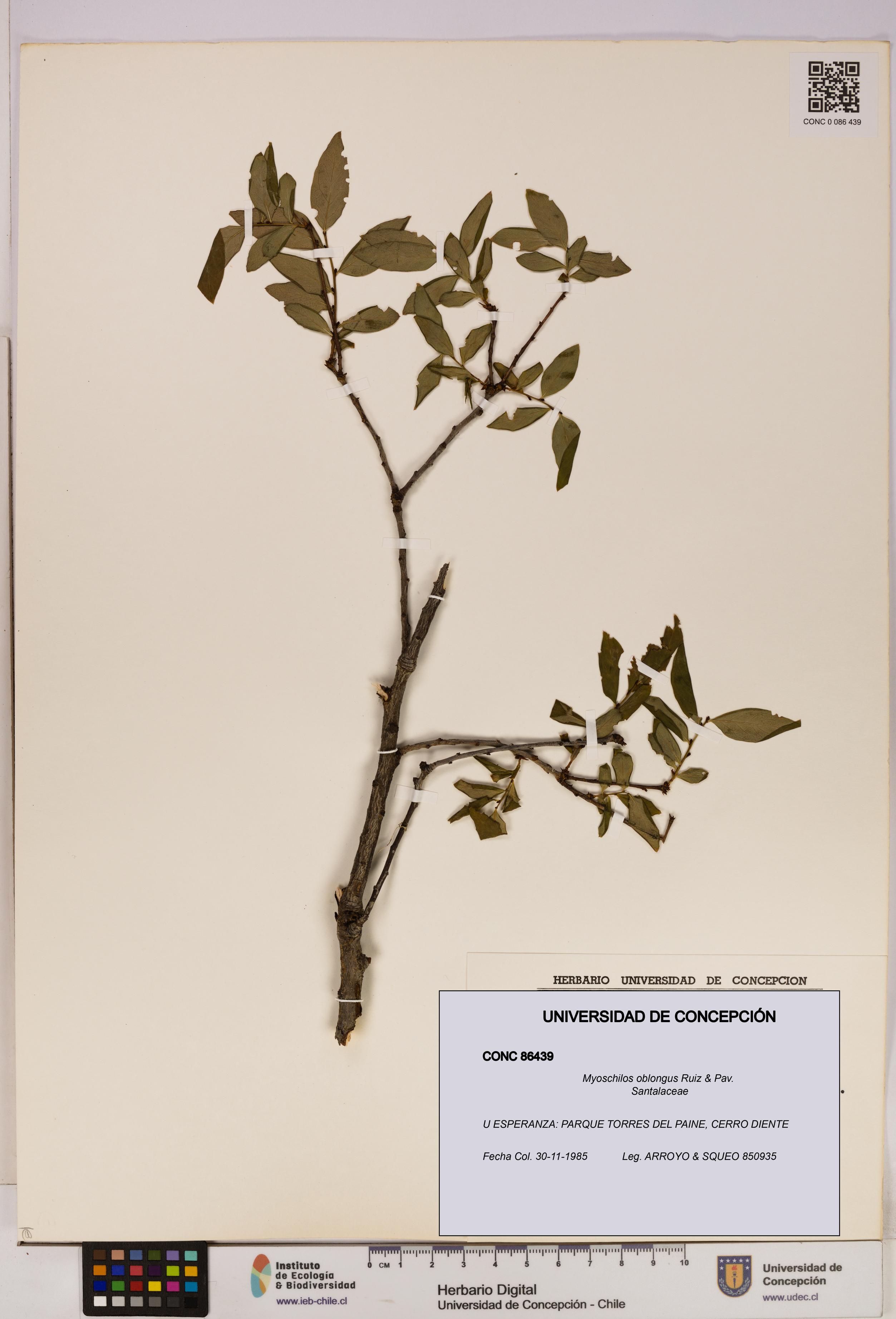 Myoschilos oblongus [Espécimen: UDEC:CONC:0086439]