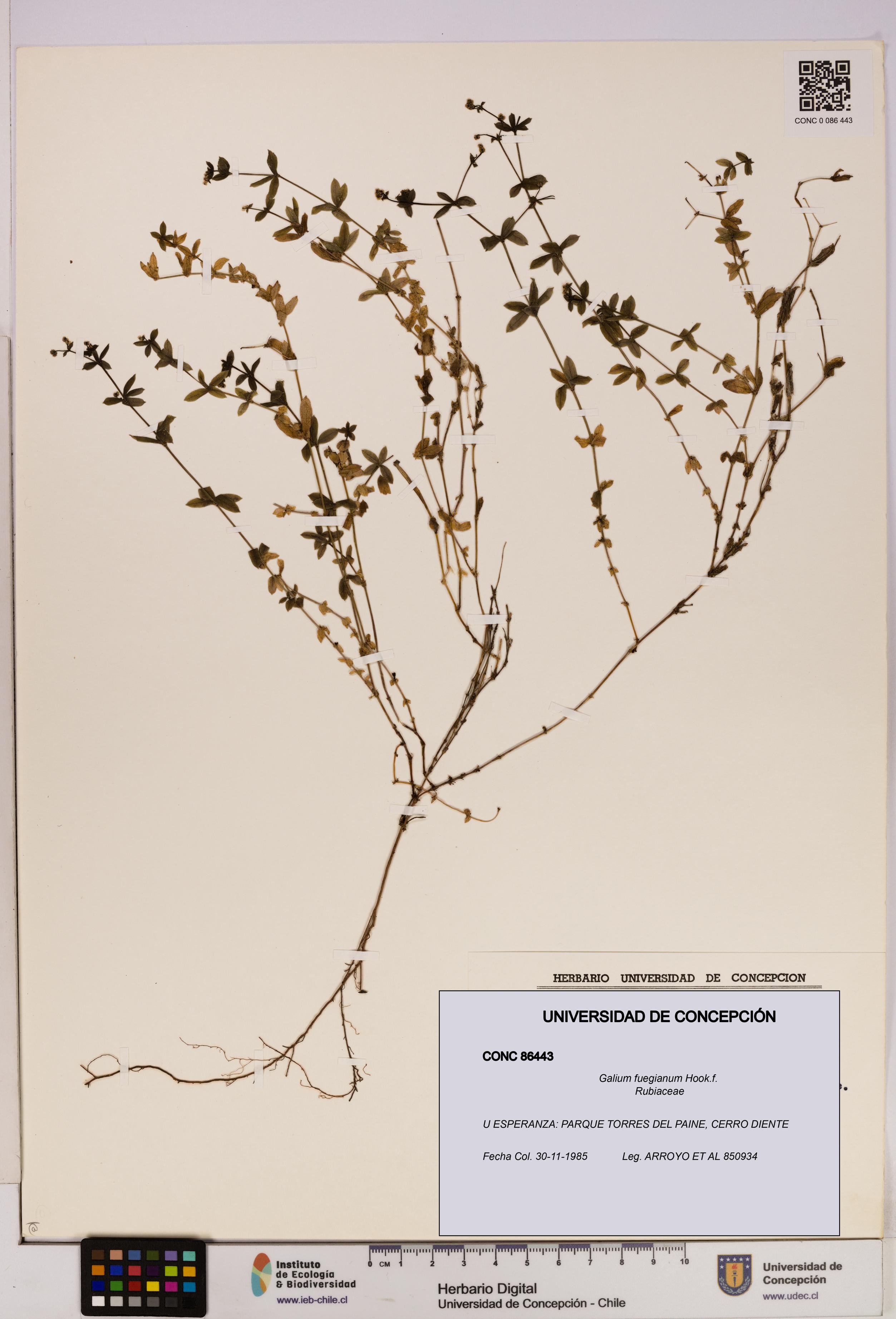 Galium fuegianum [Espécimen: UDEC:CONC:0086443]