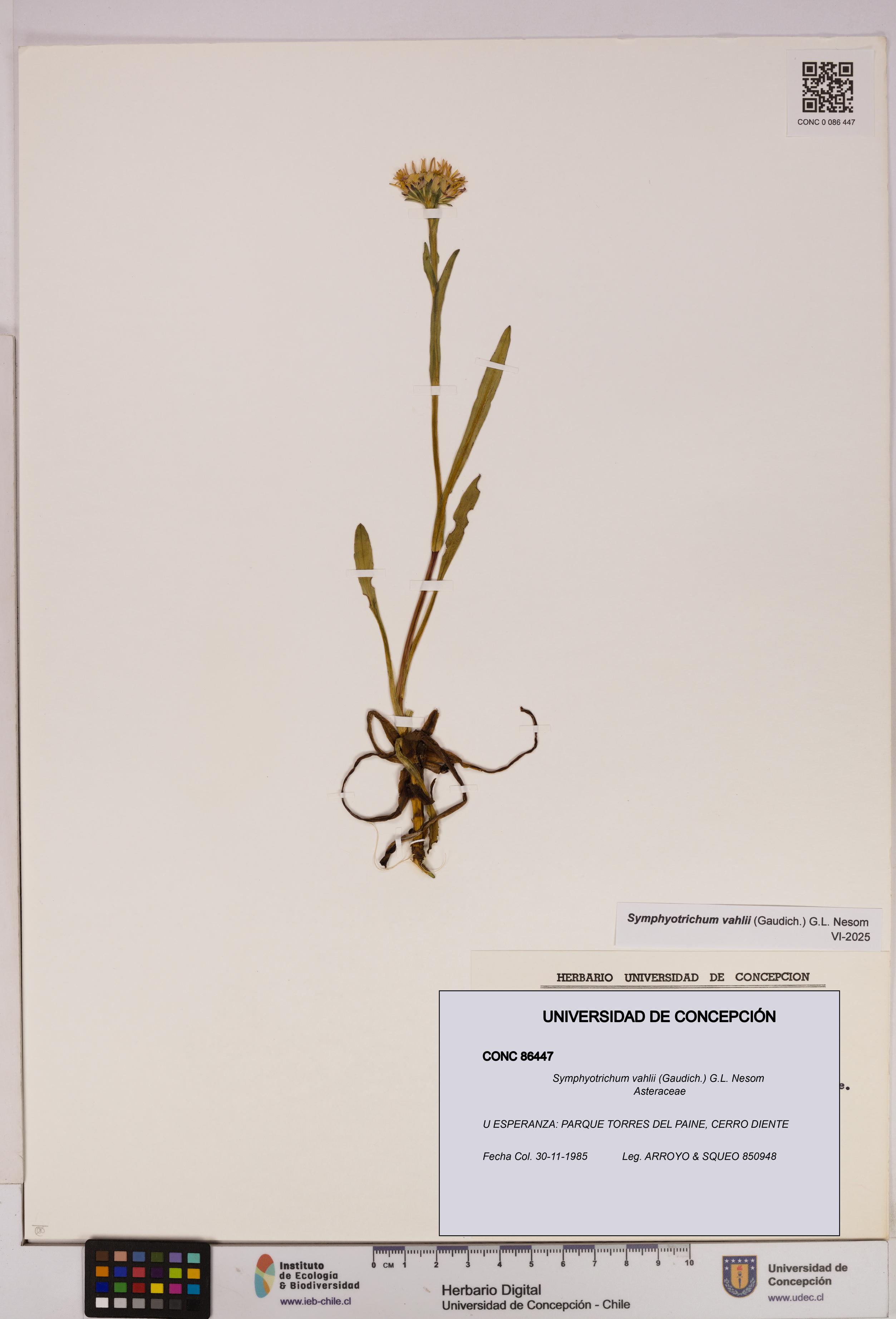 Symphyotrichum vahlii [Espécimen: UDEC:CONC:0086447]