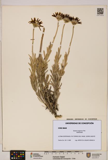 Senecio argyreus [Espécimen: UDEC:CONC:0086449]