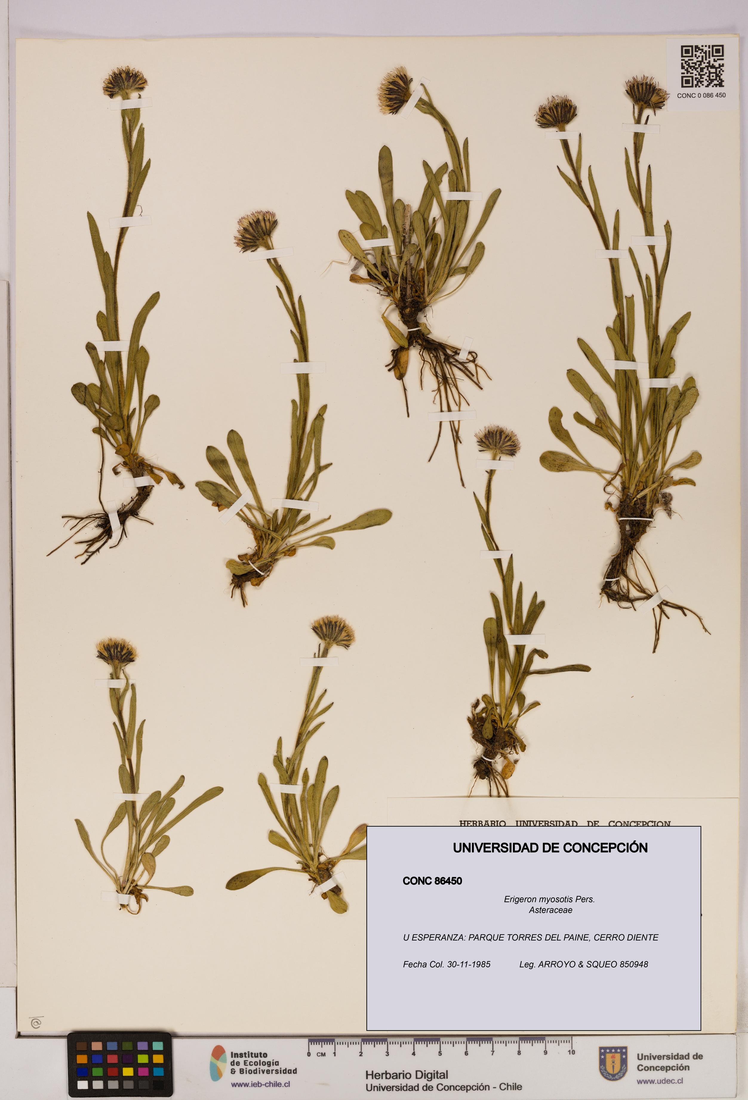 Erigeron myosotis [Espécimen: UDEC:CONC:0086450]