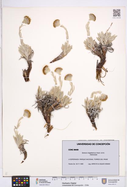 Senecio magellanicus [Espécimen: ]