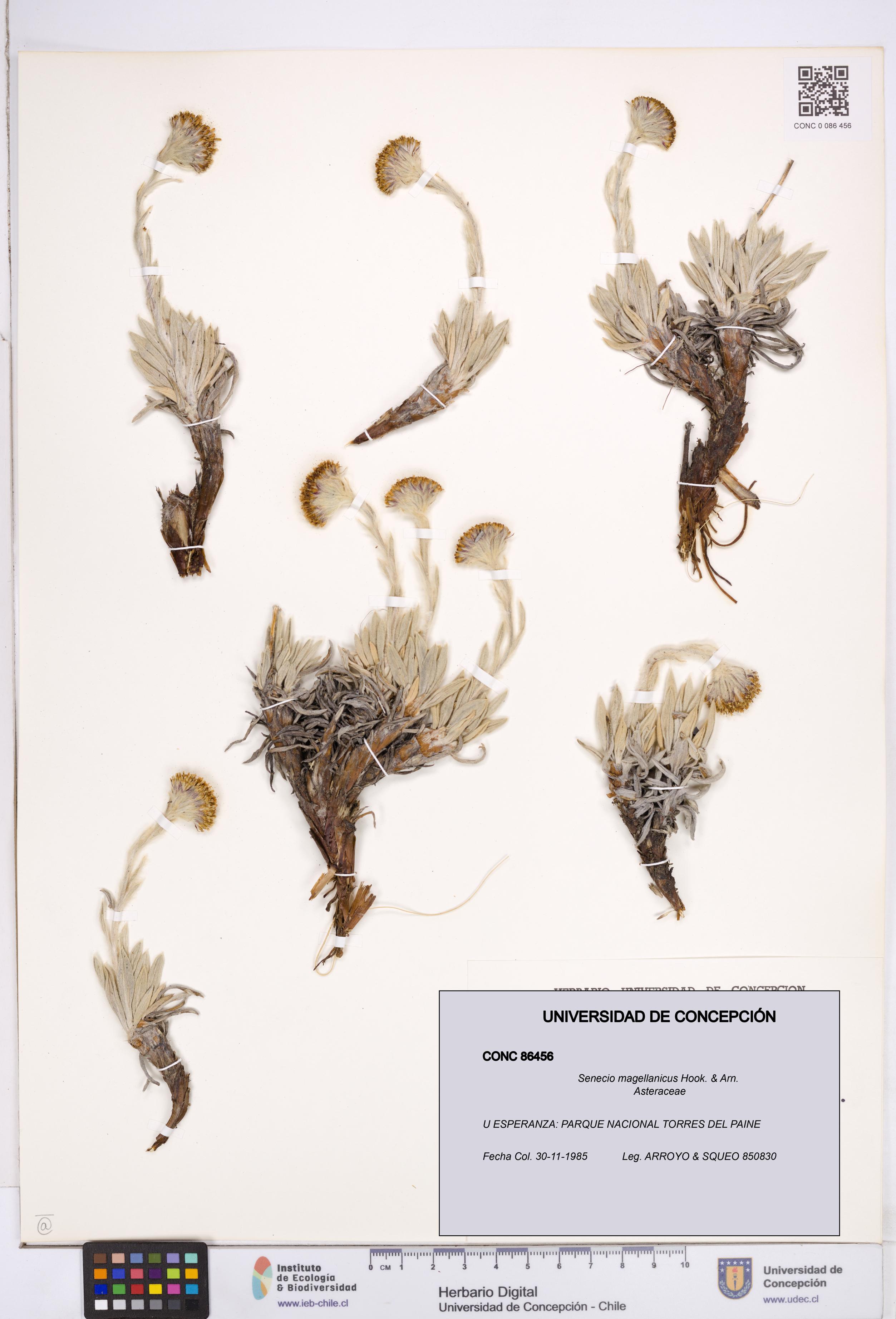 Senecio magellanicus [Espécimen: ]