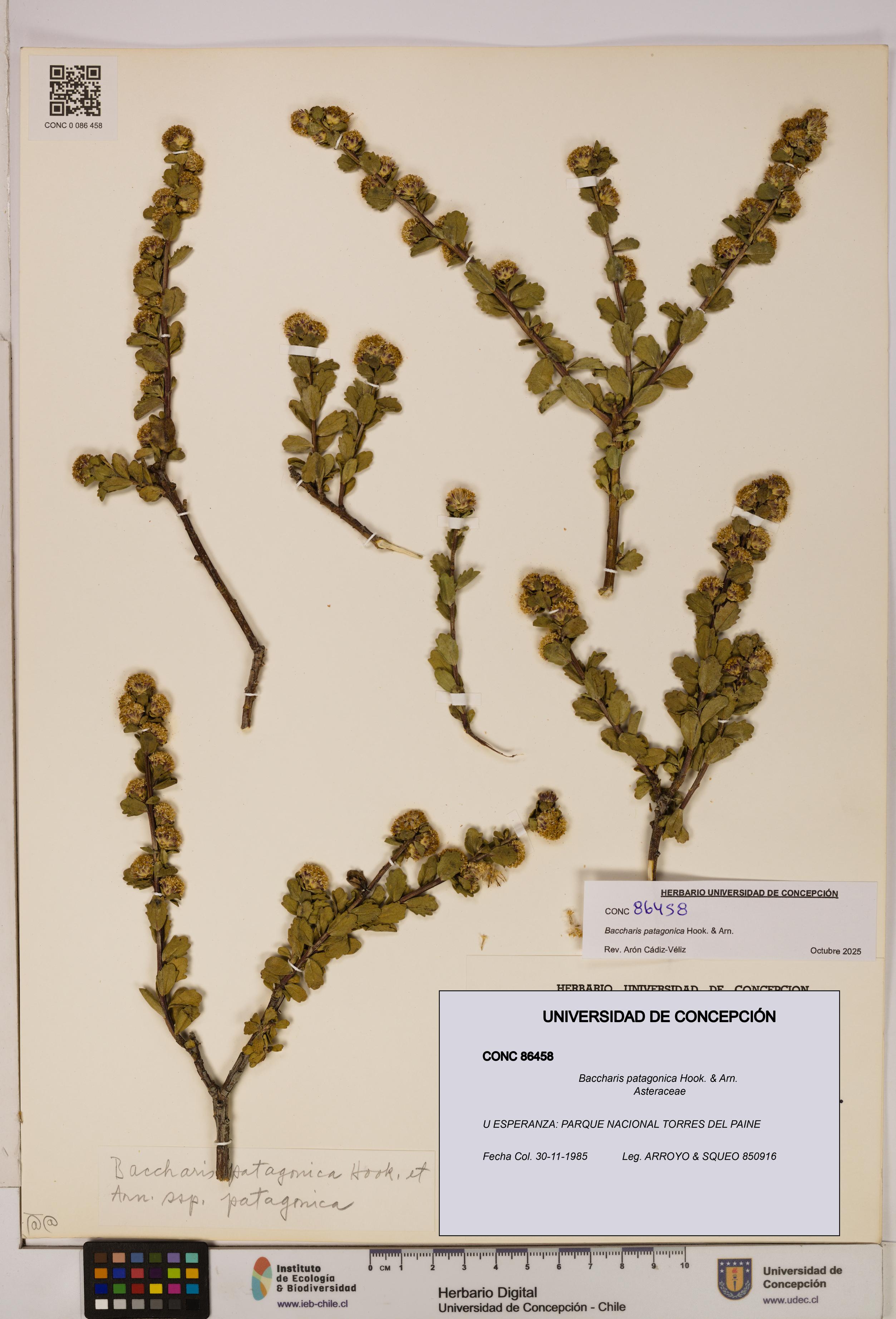 Baccharis patagonica [Espécimen: UDEC:CONC:0086458]