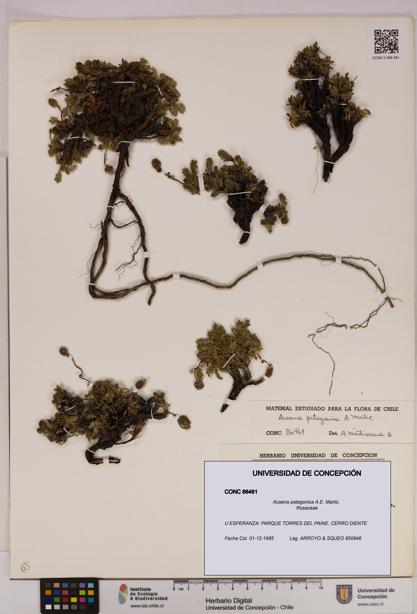 Acaena patagonica [Espécimen: UDEC:CONC:0086461]