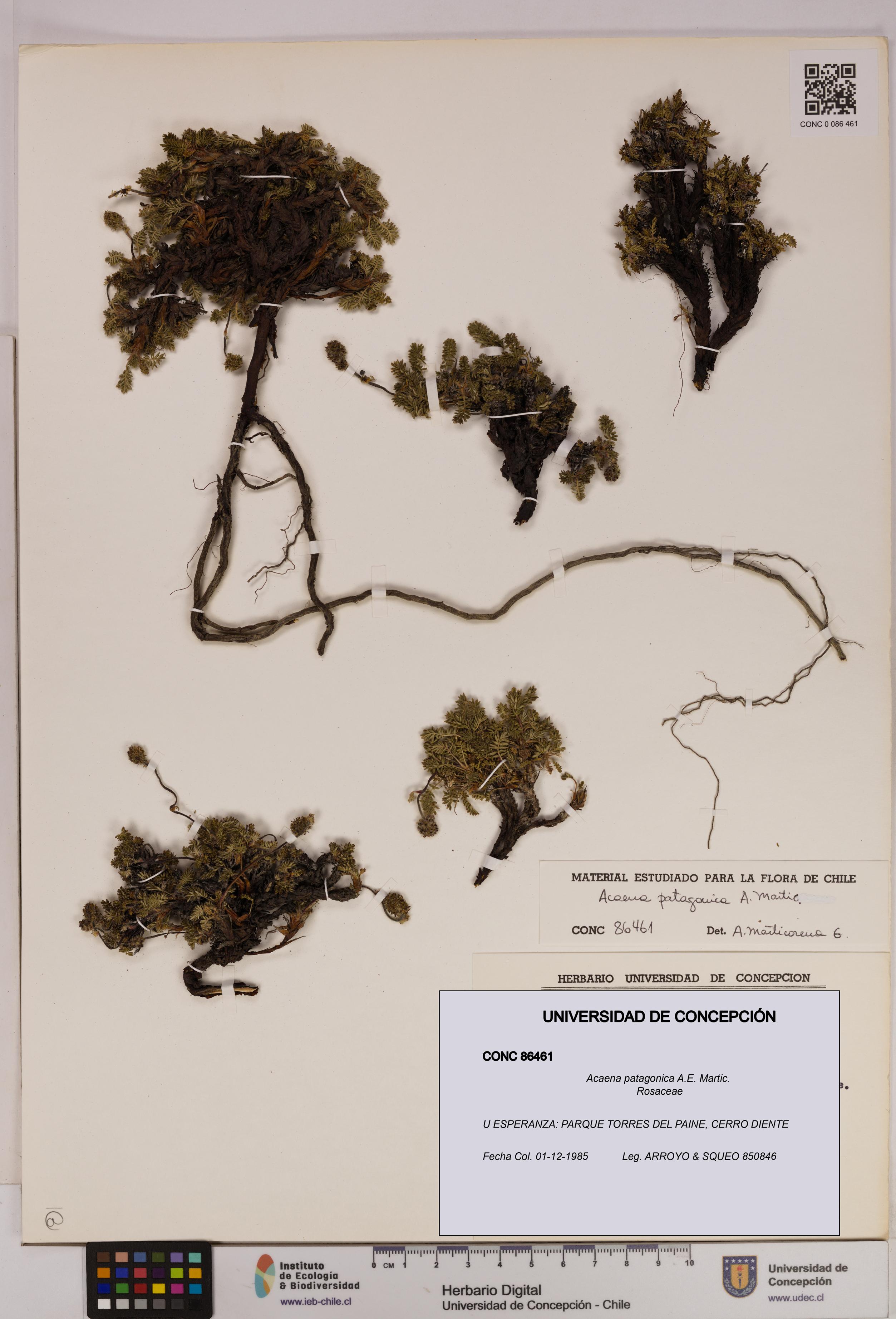 Acaena patagonica [Espécimen: UDEC:CONC:0086461]
