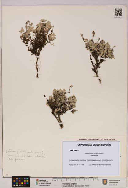 Gamochaeta nivalis [Espécimen: UDEC:CONC:0086472]