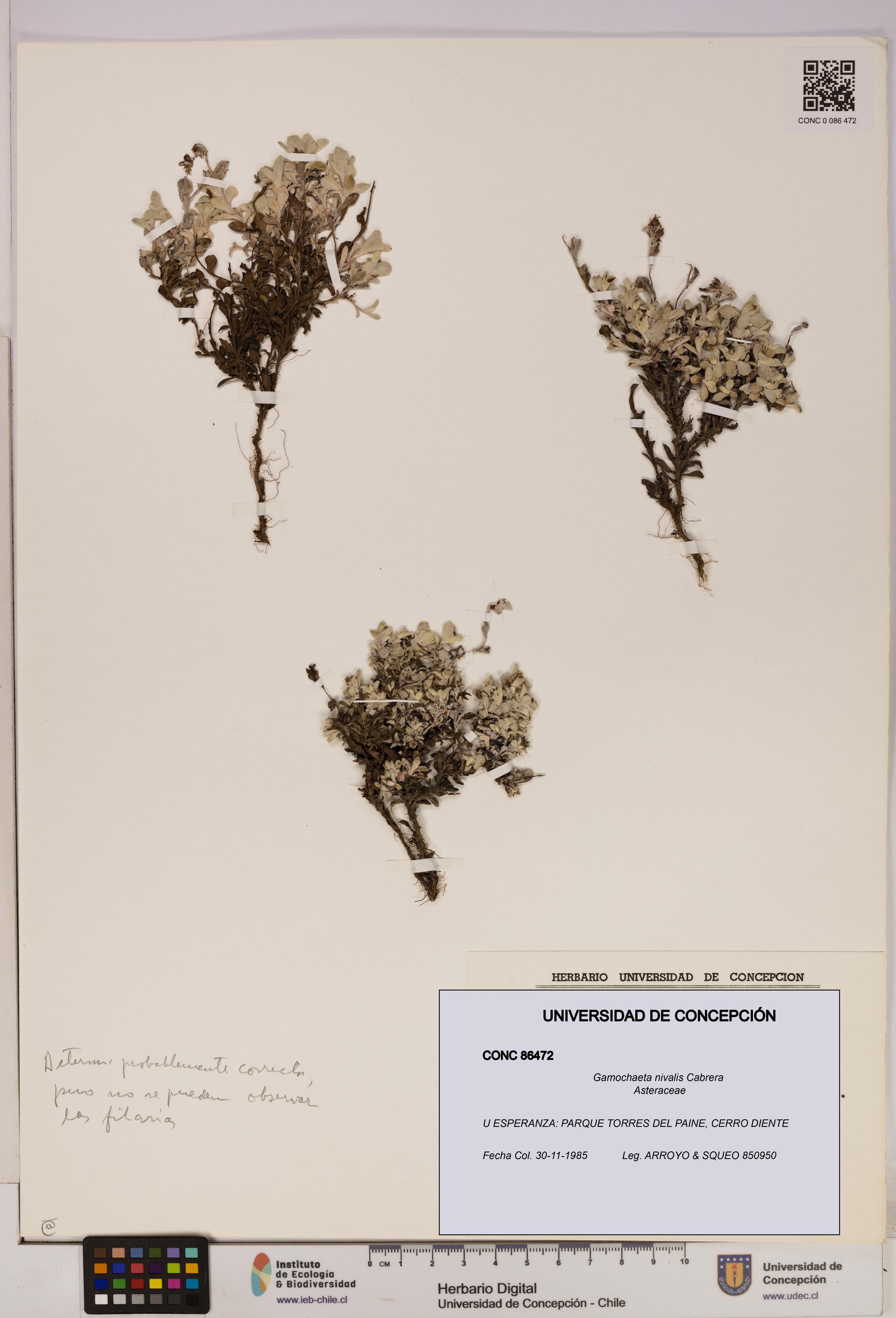 Gamochaeta nivalis [Espécimen: UDEC:CONC:0086472]