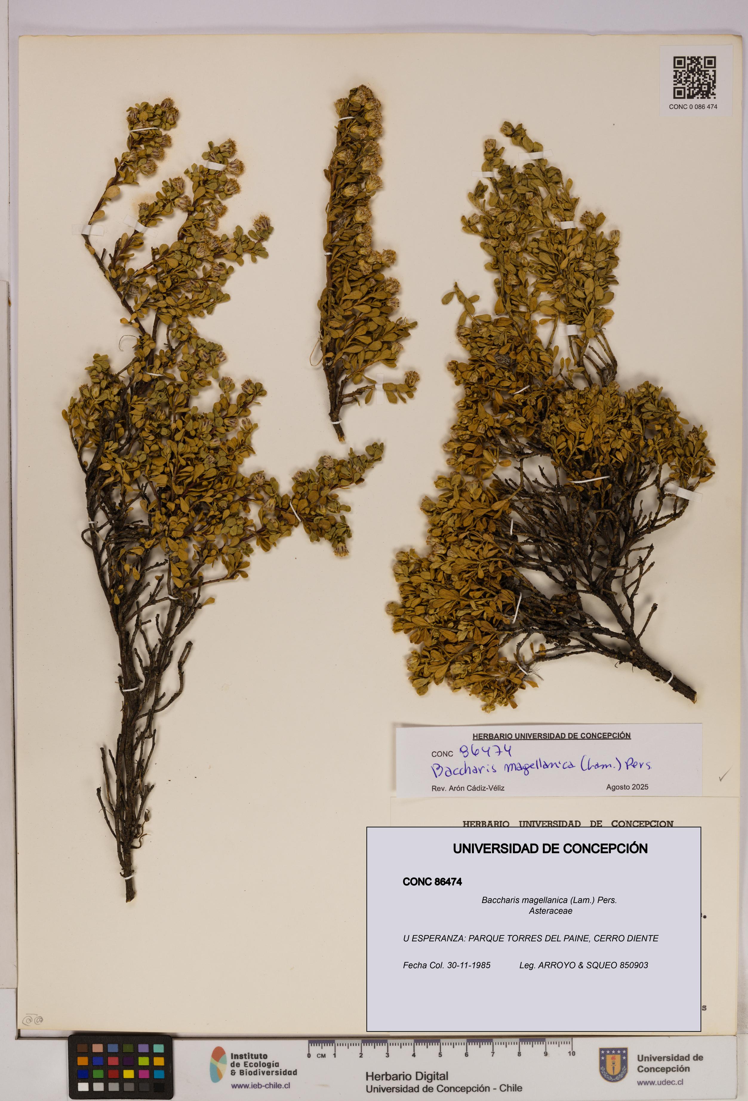 Baccharis magellanica [Espécimen: UDEC:CONC:0086474]