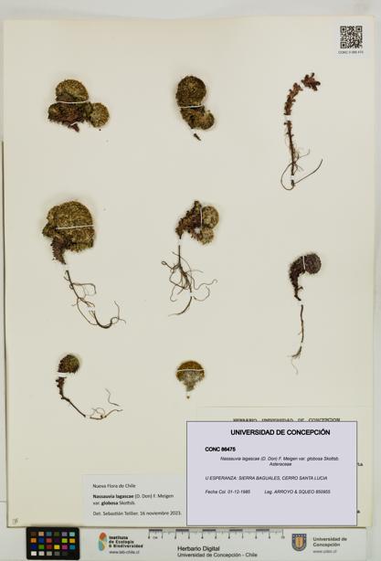 Nassauvia lagascae var. globosa [Espécimen: UDEC:CONC:0086475]