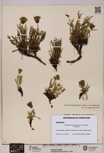 Hypochaeris incana [Espécimen: UDEC:CONC:0086478]