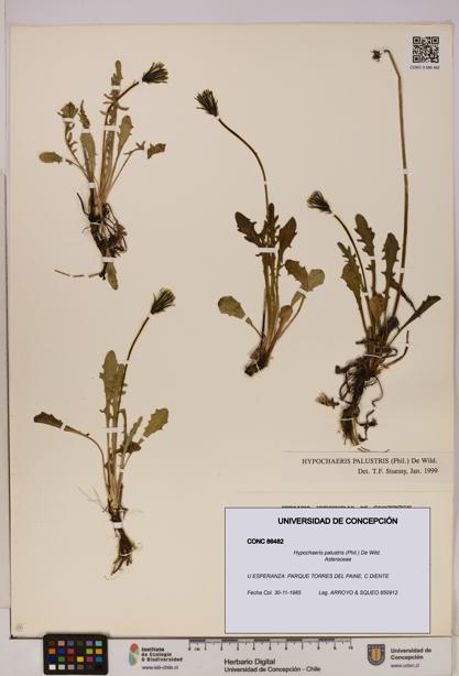 Hypochaeris palustris [Espécimen: UDEC:CONC:0086482]