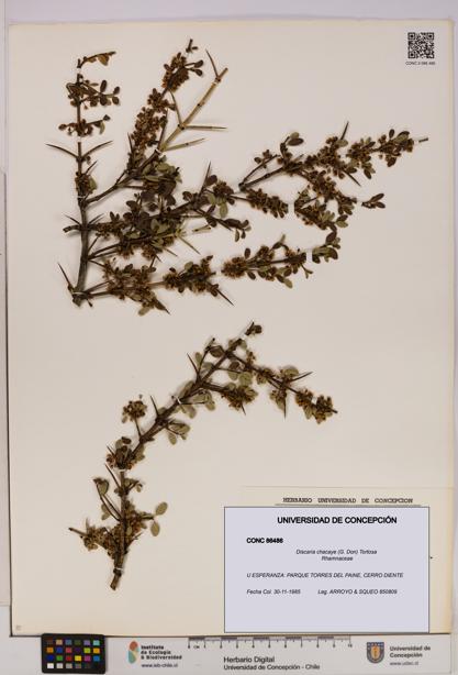 Discaria chacaye [Espécimen: UDEC:CONC:0086486]