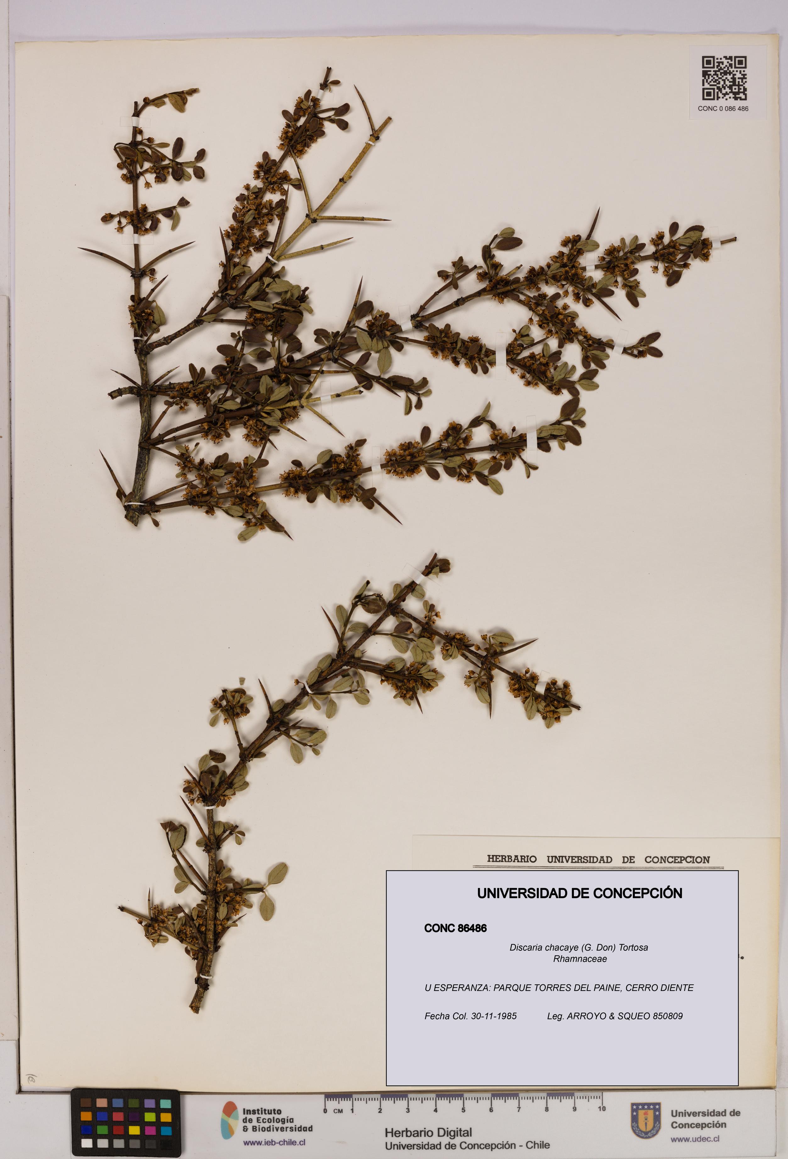 Discaria chacaye [Espécimen: UDEC:CONC:0086486]