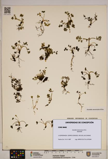 Azorella ranunculus [Espécimen: ]