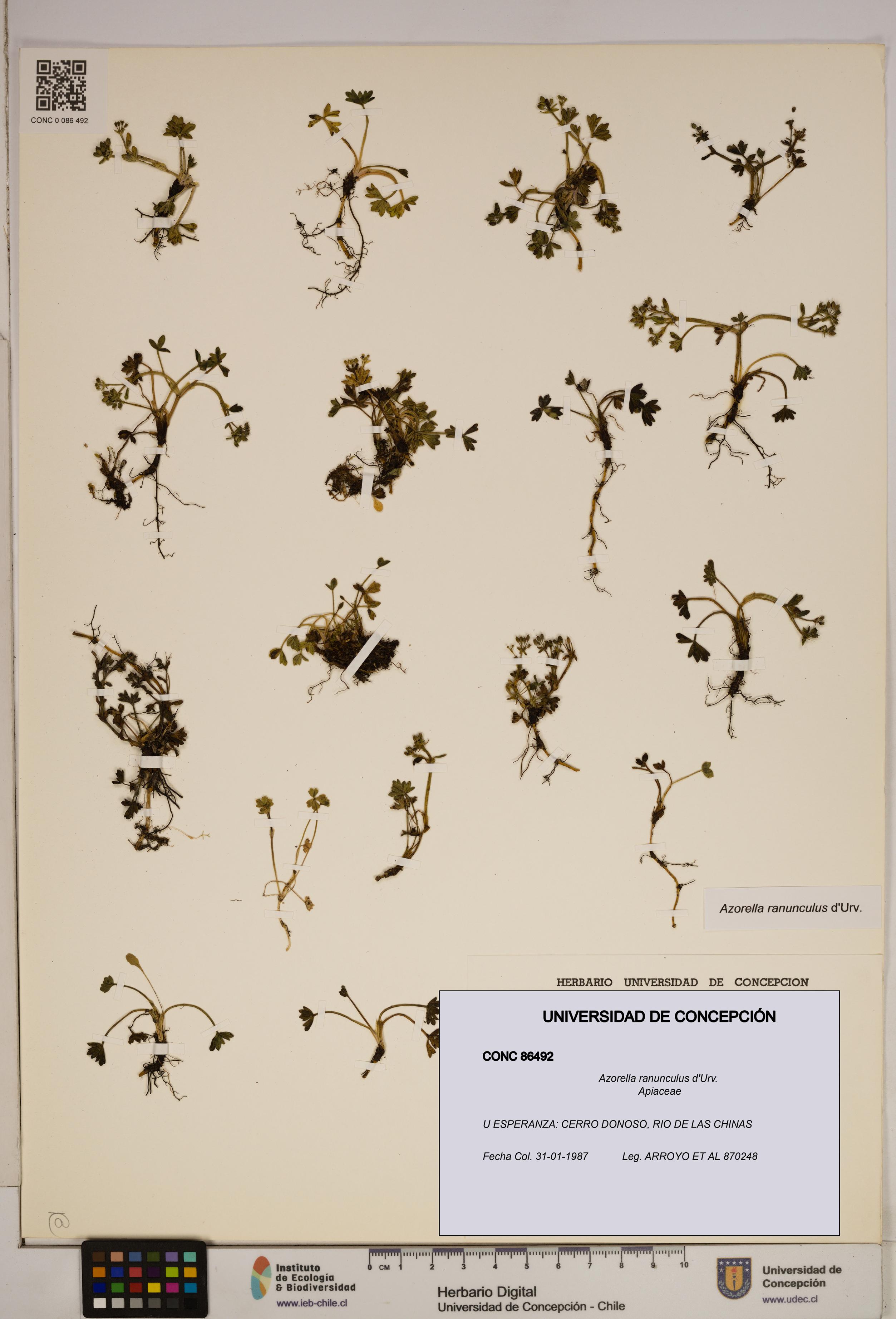 Azorella ranunculus [Espécimen: ]
