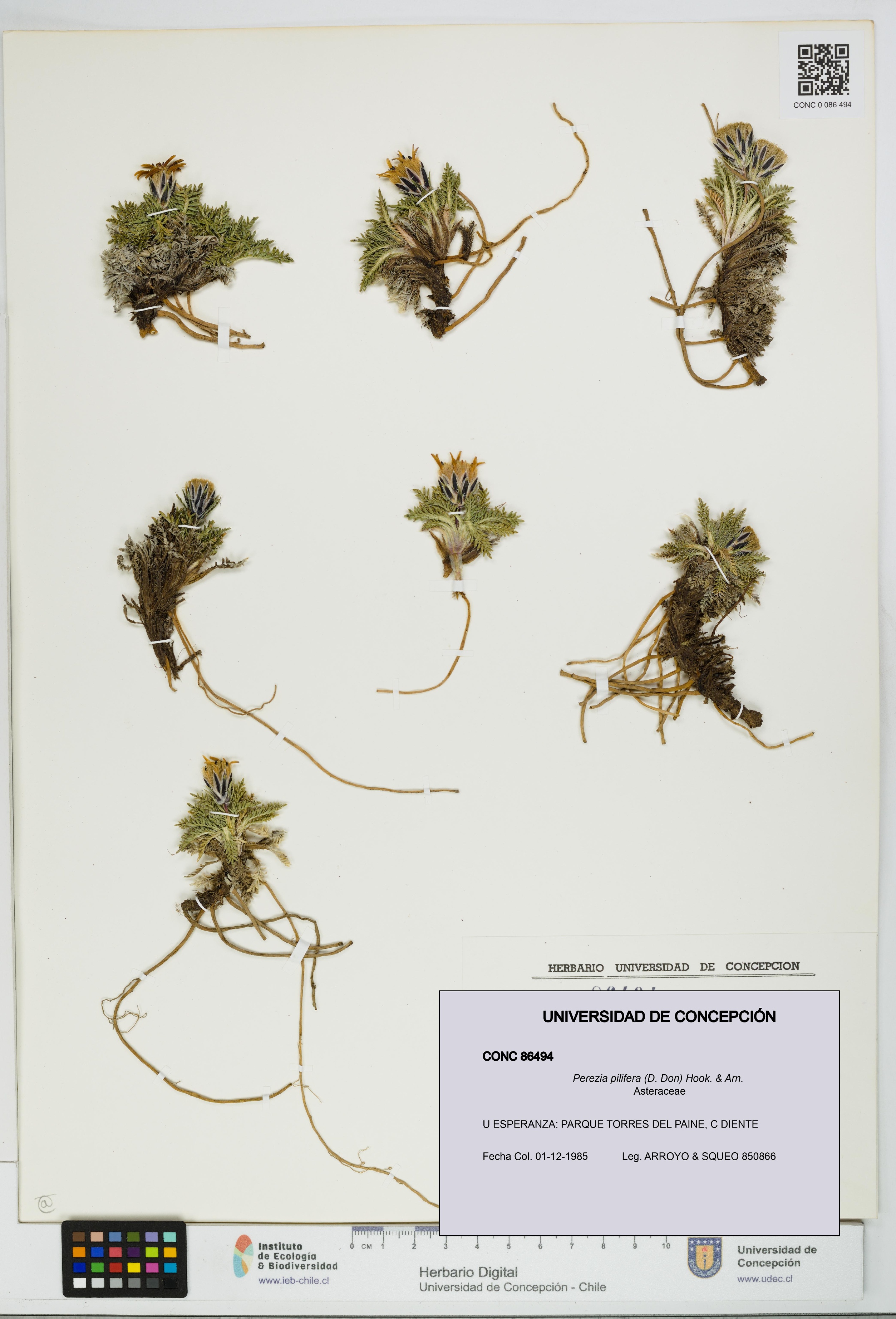 Perezia pilifera [Espécimen: UDEC:CONC:0086494]