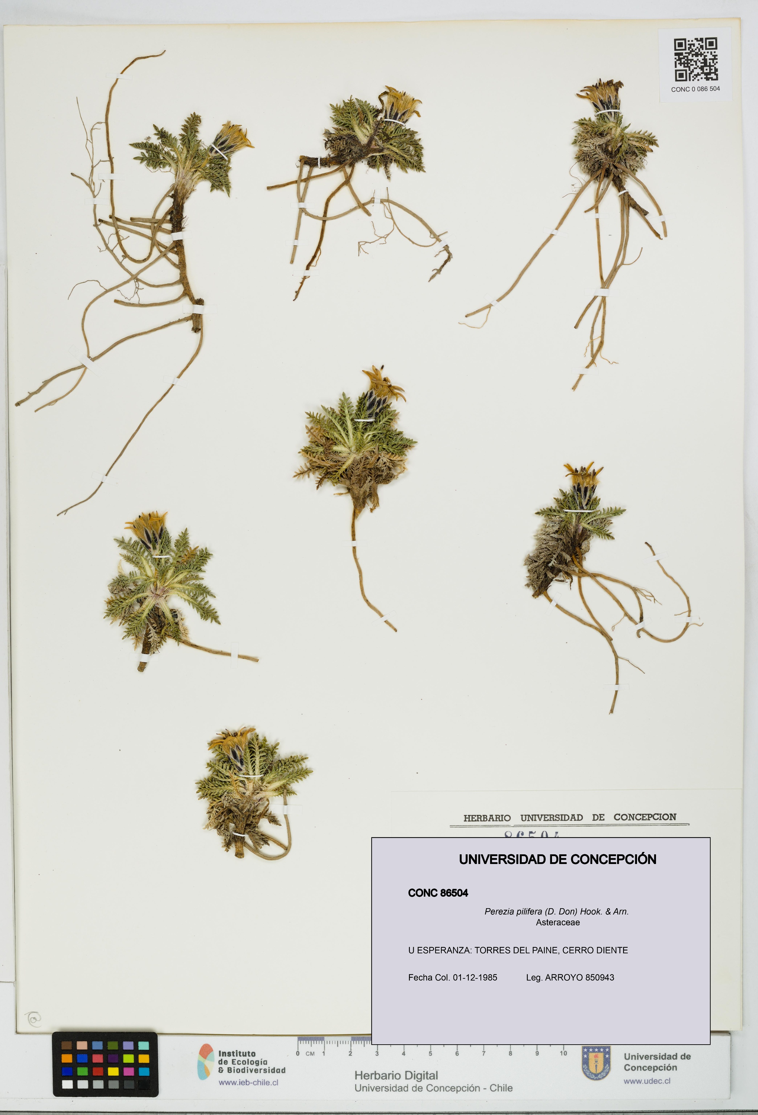 Perezia pilifera [Espécimen: UDEC:CONC:0086504]