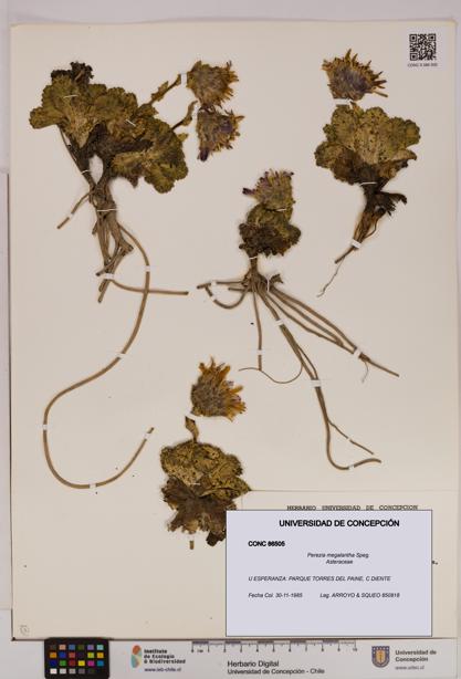 Perezia megalantha [Espécimen: UDEC:CONC:0086505]