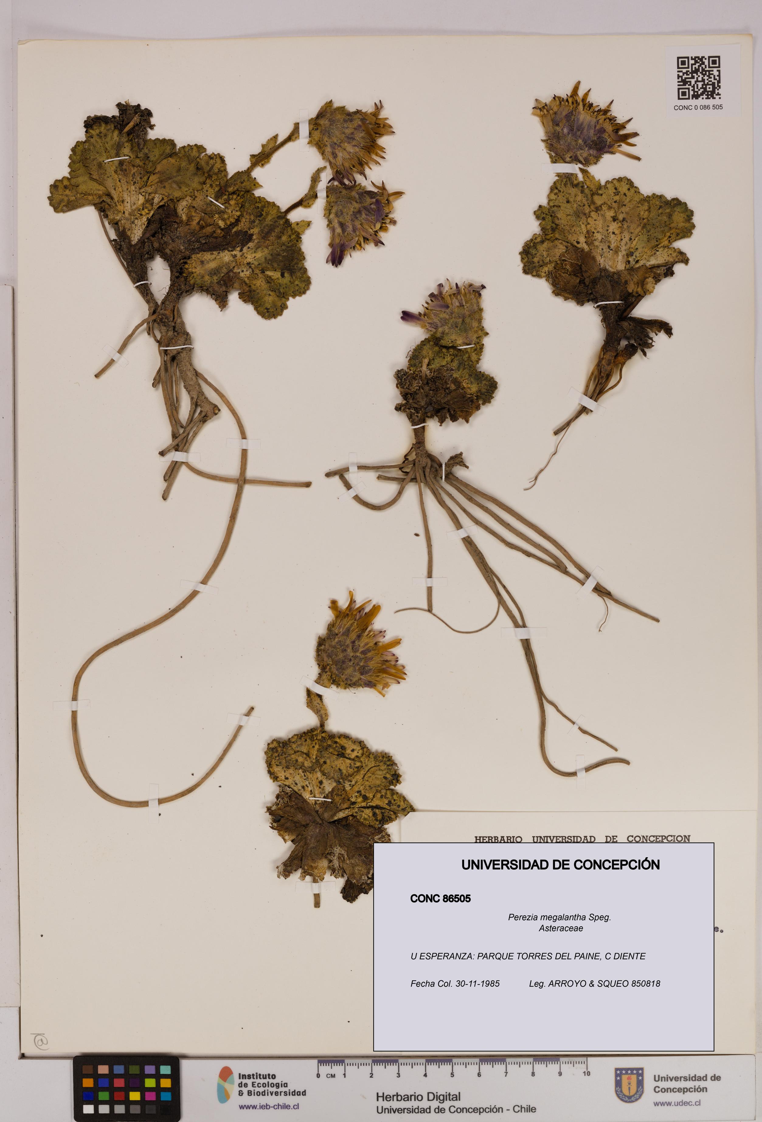 Perezia megalantha [Espécimen: UDEC:CONC:0086505]