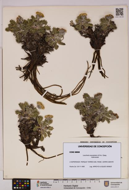 Leucheria suaveolens [Espécimen: UDEC:CONC:0086506]