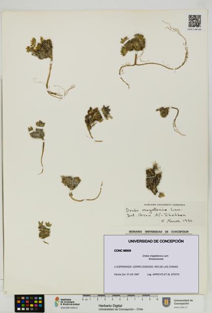 Draba magellanica [Espécimen: UDEC:CONC:0086509]