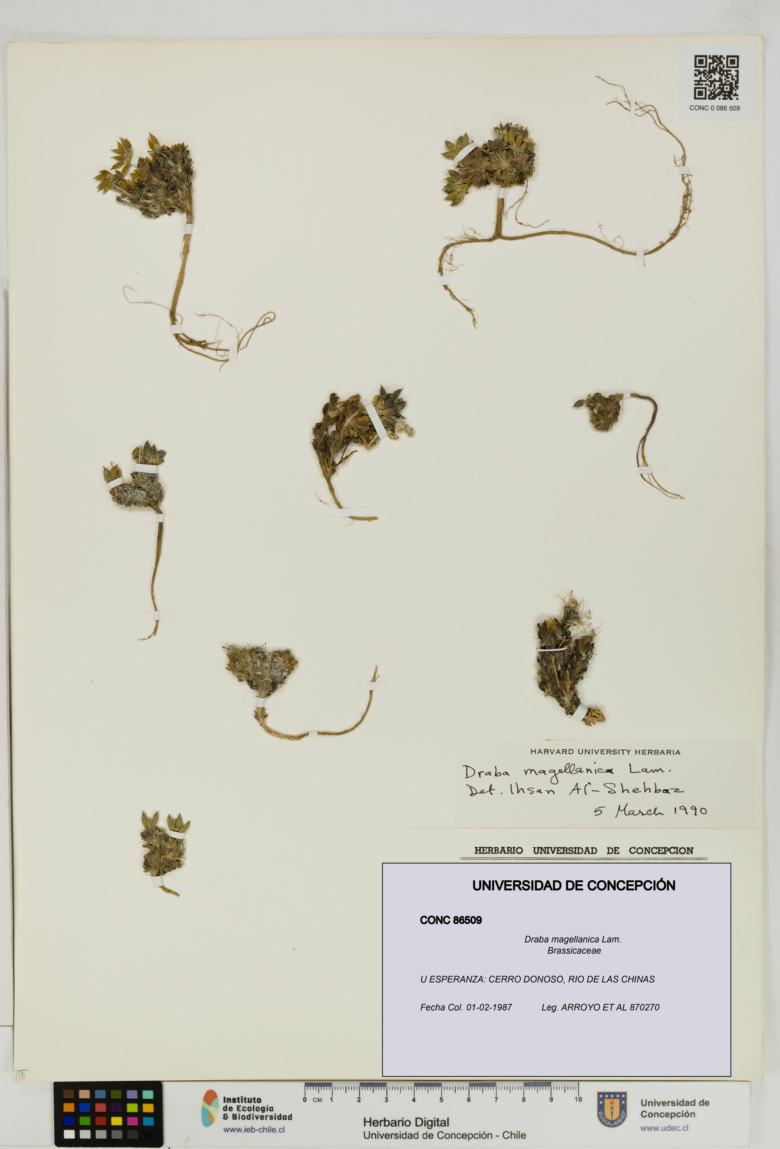 Draba magellanica [Espécimen: UDEC:CONC:0086509]