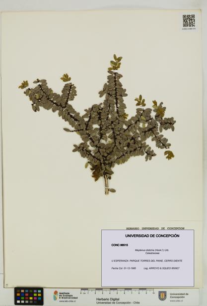 Maytenus disticha [Espécimen: UDEC:CONC:0086515]