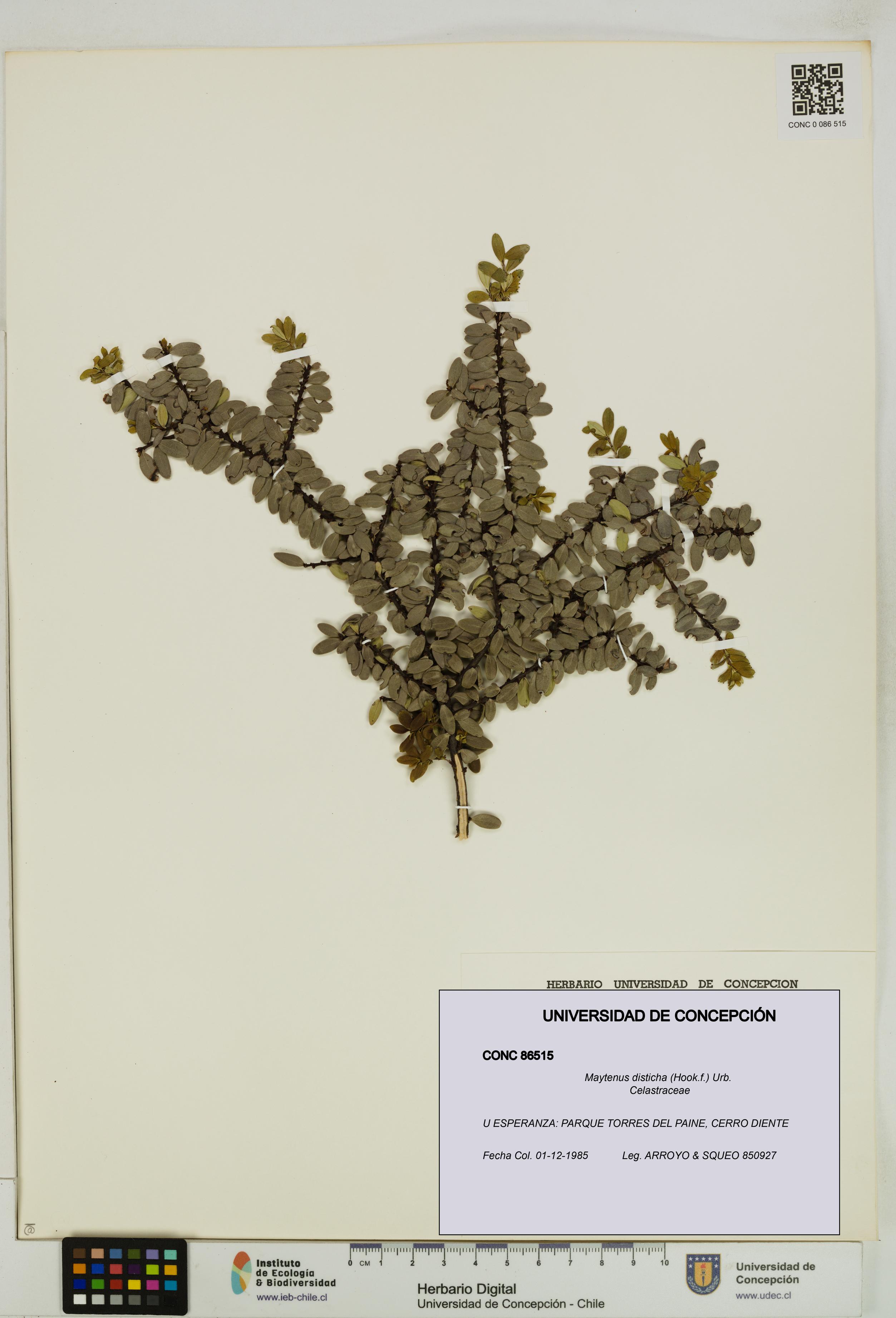 Maytenus disticha [Espécimen: UDEC:CONC:0086515]