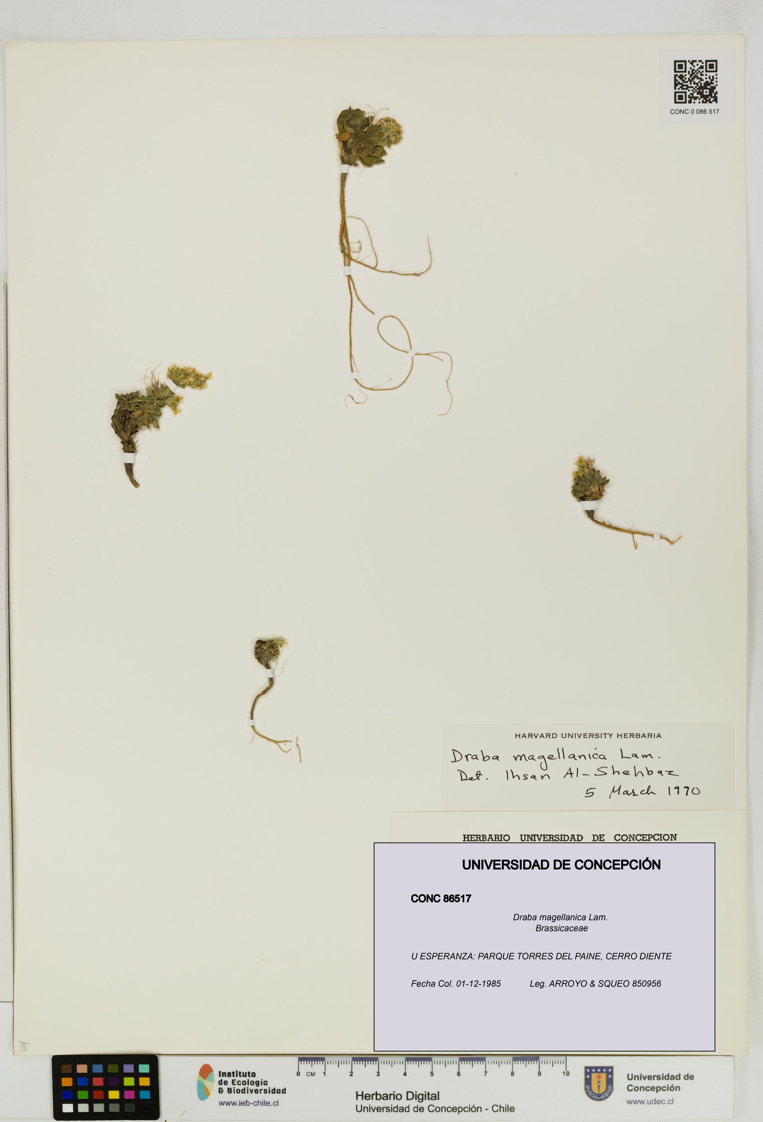 Draba magellanica [Espécimen: UDEC:CONC:0086517]