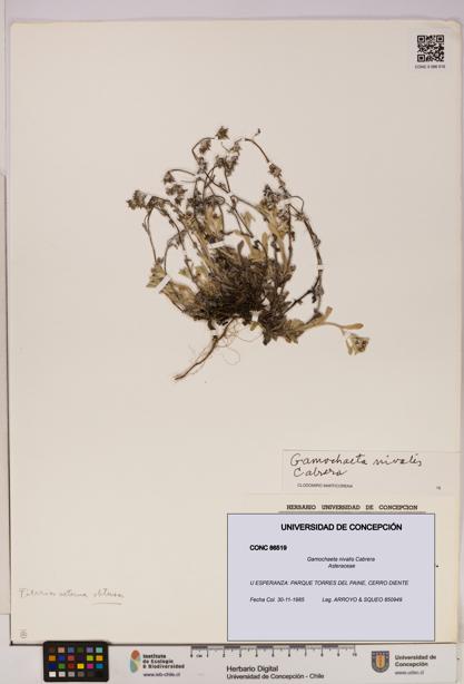 Gamochaeta nivalis [Espécimen: UDEC:CONC:0086519]