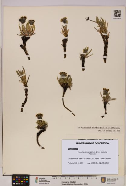 Hypochaeris incana [Espécimen: UDEC:CONC:0086522]