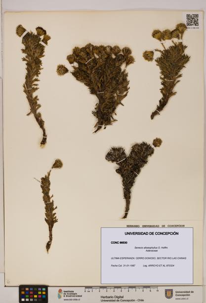 Senecio alloeophyllus [Espécimen: UDEC:CONC:0086530]