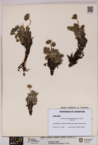 Leucheria leontopodioides [Espécimen: UDEC:CONC:0086534]