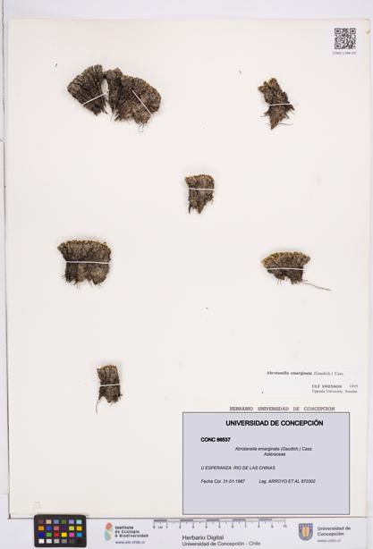 Abrotanella emarginata [Espécimen: ]