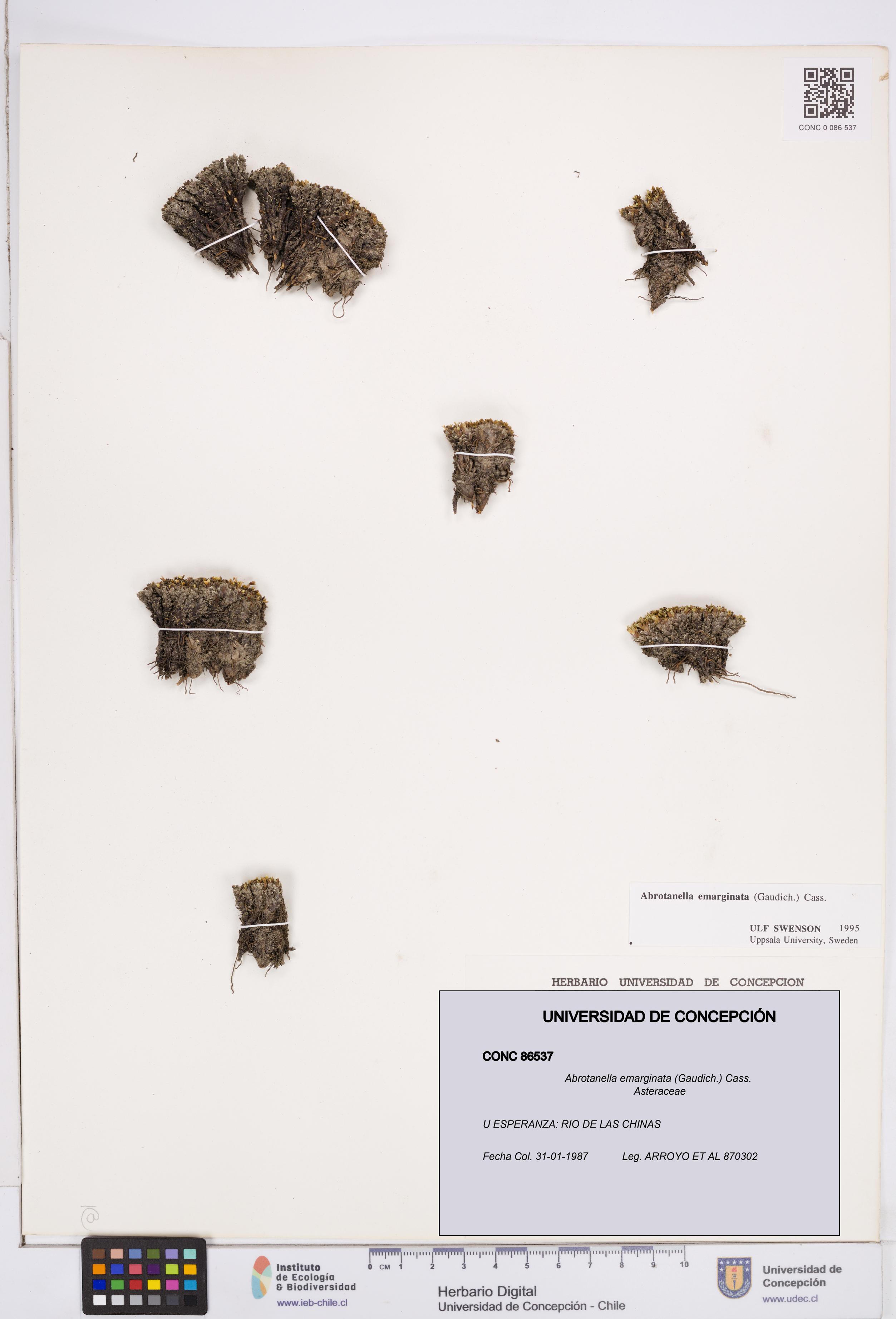 Abrotanella emarginata [Espécimen: ]