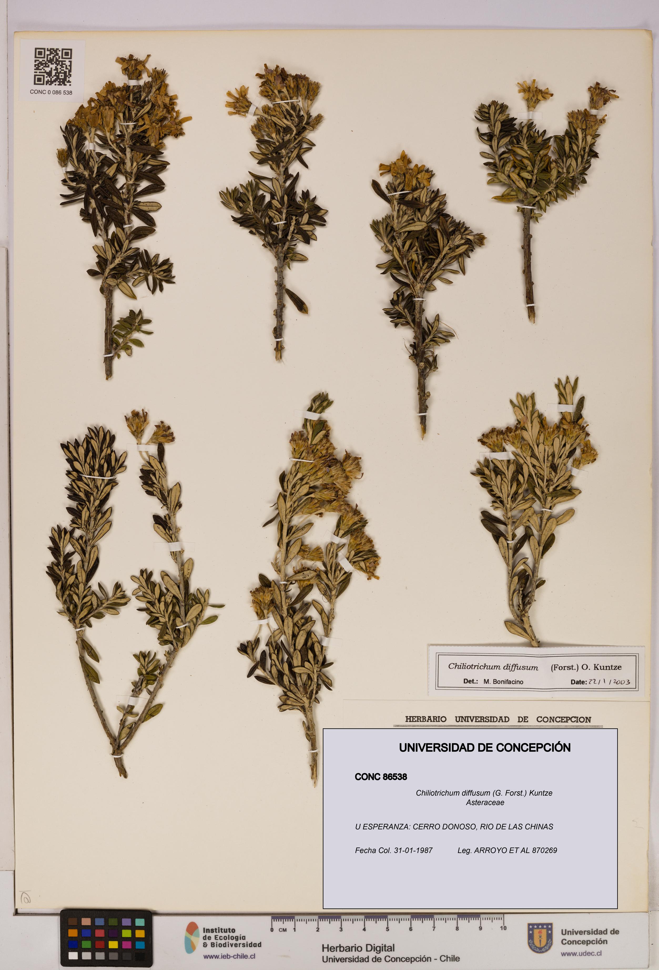 Chiliotrichum diffusum [Espécimen: UDEC:CONC:0086538]