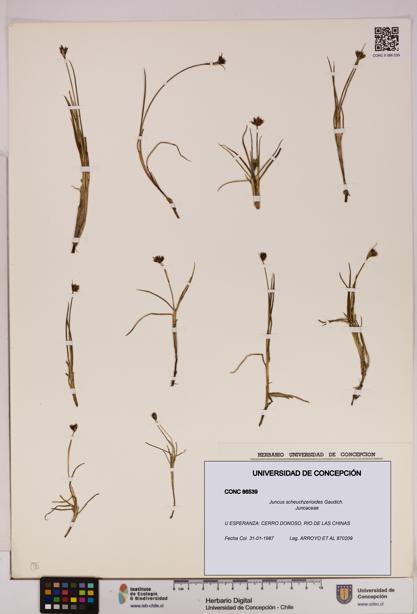 Juncus scheuchzerioides [Espécimen: UDEC:CONC:0086539]