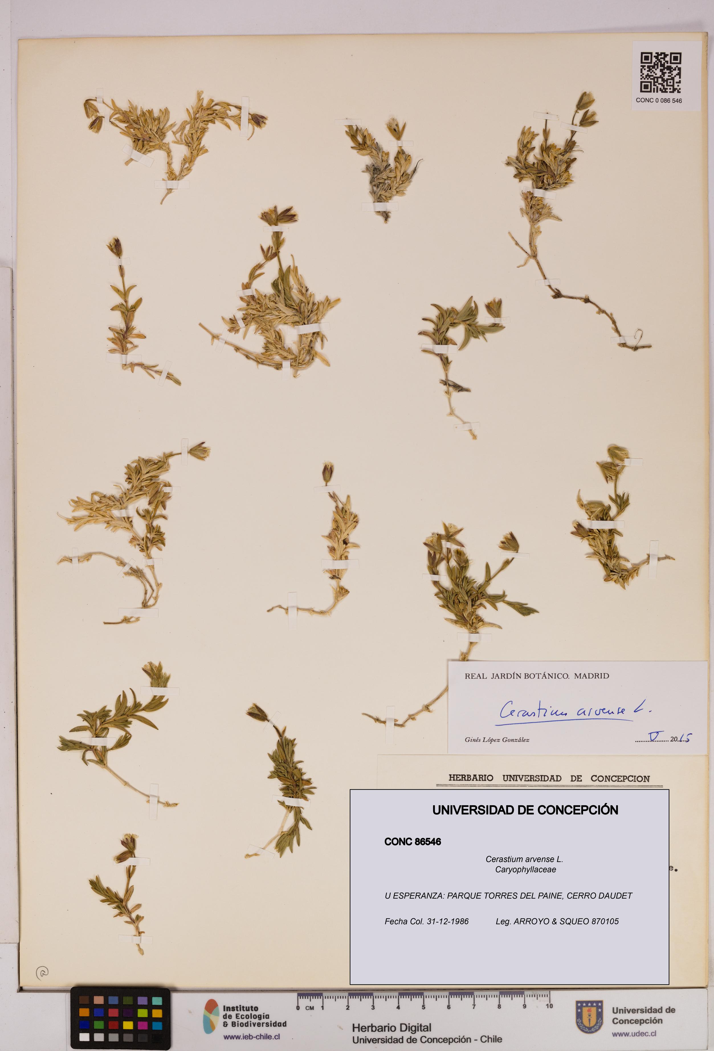 Cerastium arvense [Espécimen: UDEC:CONC:0086546]