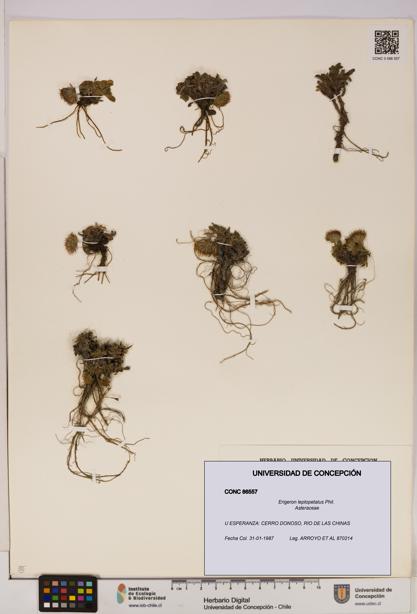 Erigeron leptopetalus [Espécimen: UDEC:CONC:0086557]