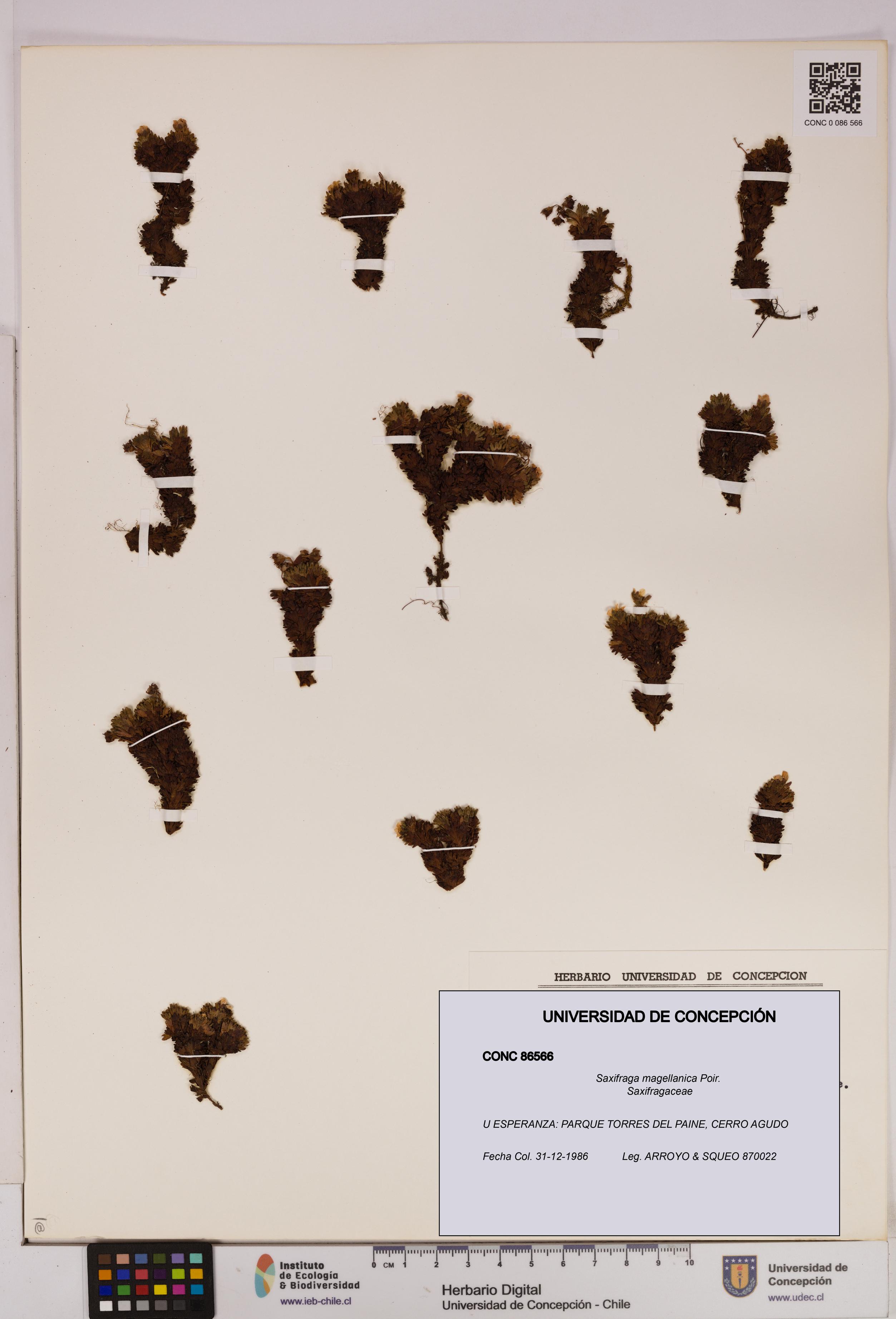 Saxifraga magellanica [Espécimen: UDEC:CONC:0086566]