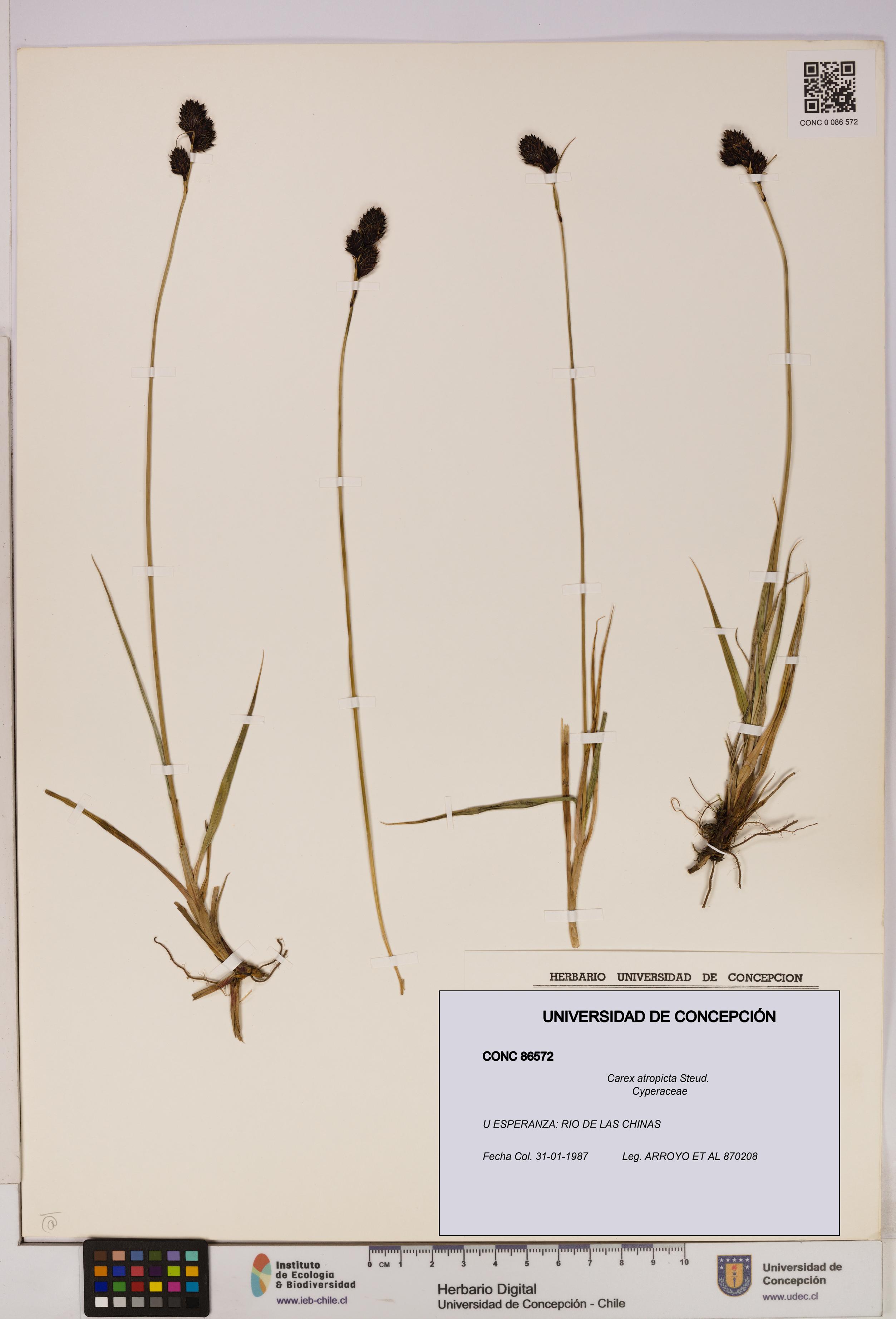Carex atropicta [Espécimen: UDEC:CONC:0086572]
