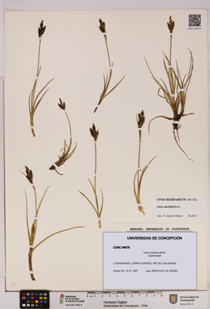 Carex decidua [Espécimen: UDEC:CONC:0086576]