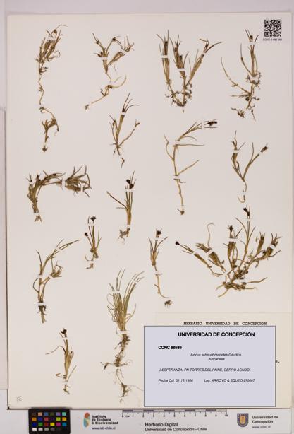 Juncus scheuchzerioides [Espécimen: UDEC:CONC:0086589]