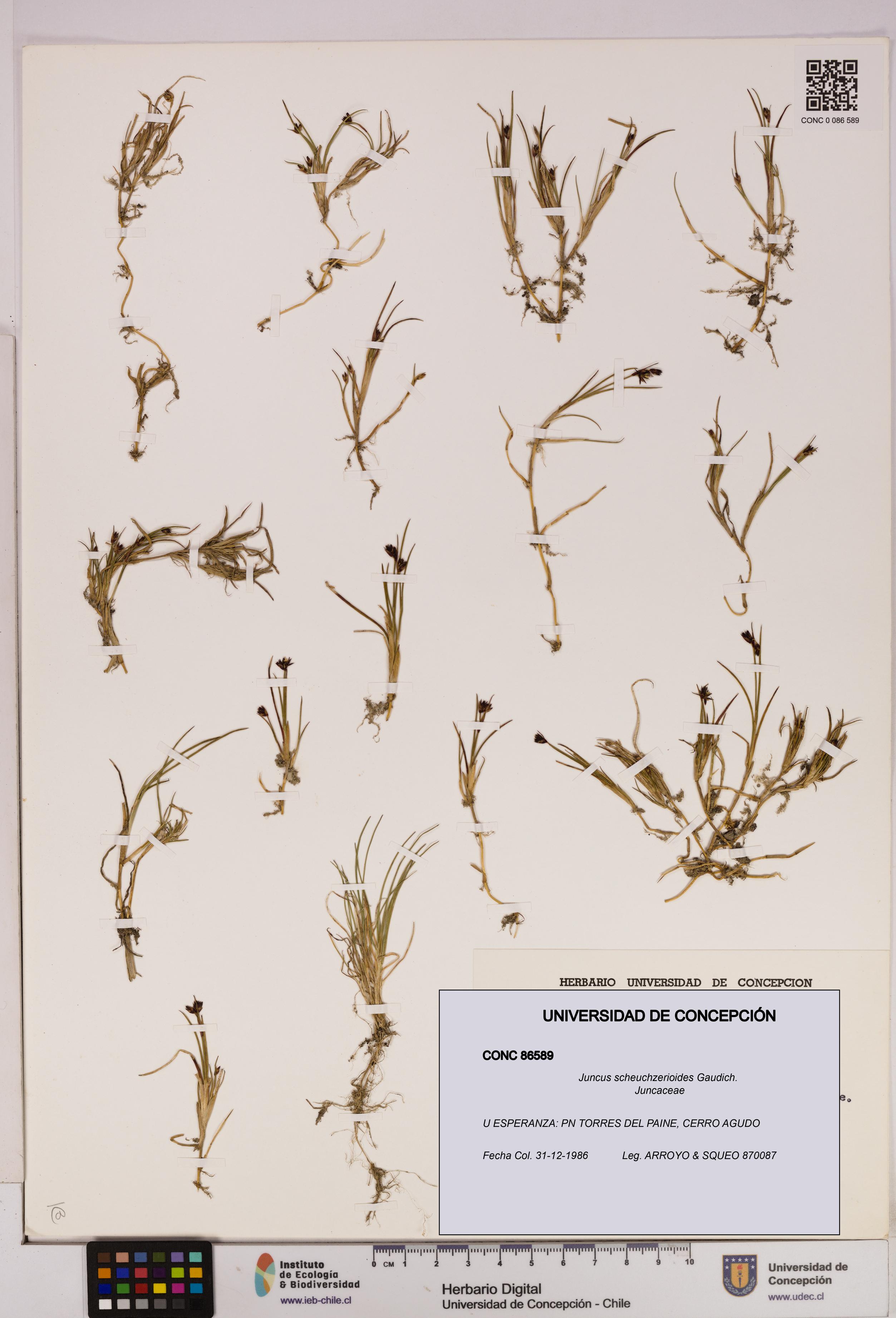 Juncus scheuchzerioides [Espécimen: UDEC:CONC:0086589]
