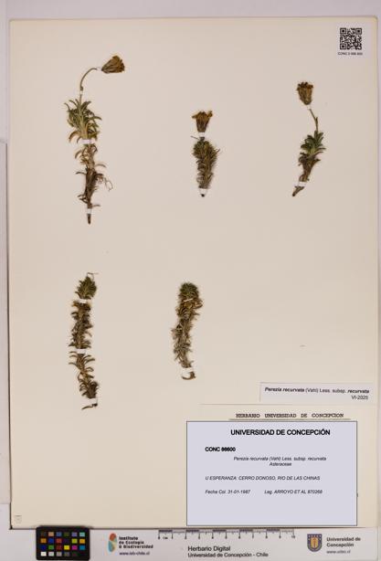 Perezia recurvata subsp. recurvata [Espécimen: UDEC:CONC:0086600]